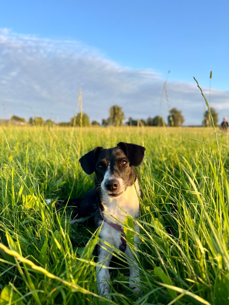 Hundetreffen-Training & Kontaktlose Socialwalks-Profilbild