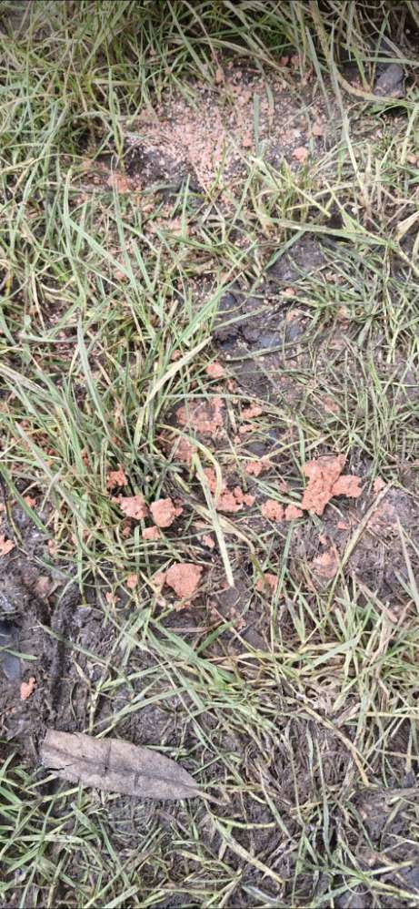 Giftköder-Futter mit eventuellem Gift-Profilbild