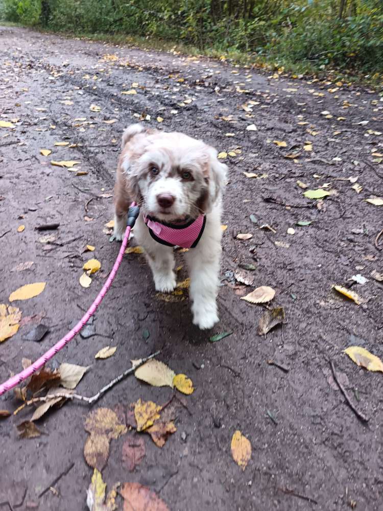 Hundetreffen-Welpentreffen-Profilbild