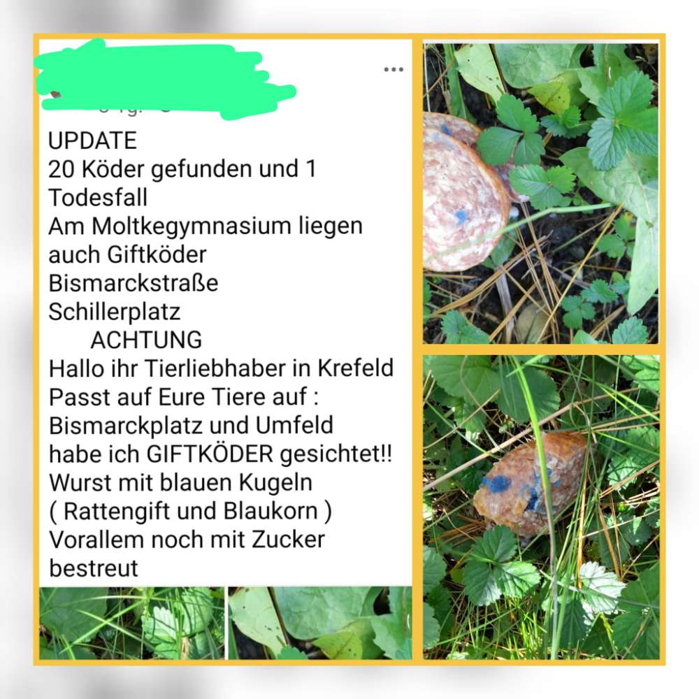 Giftköder-GIFTKÖDER-Profilbild