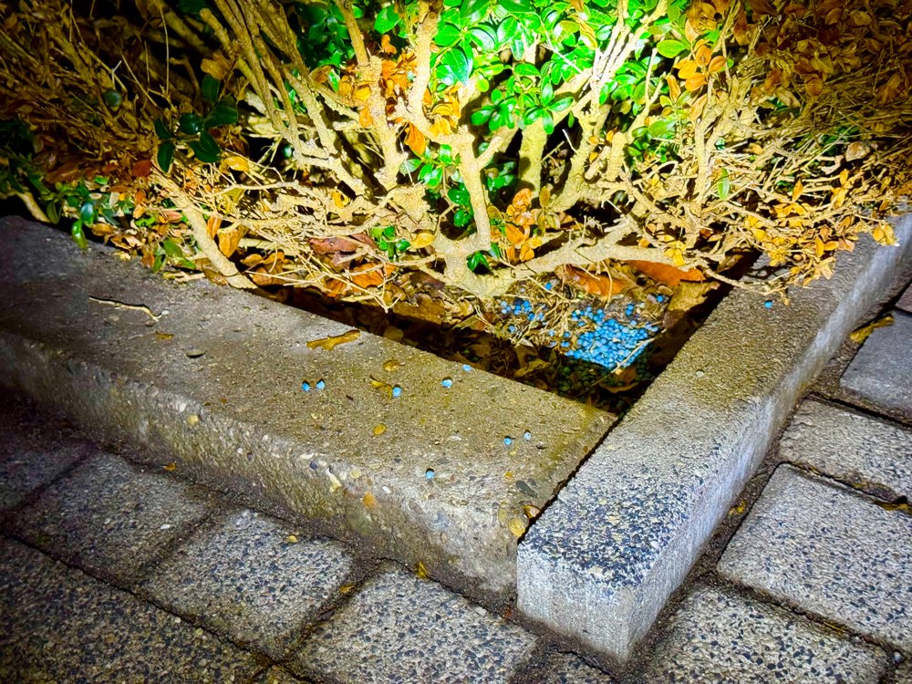 Giftköder-Blaukorn-Profilbild