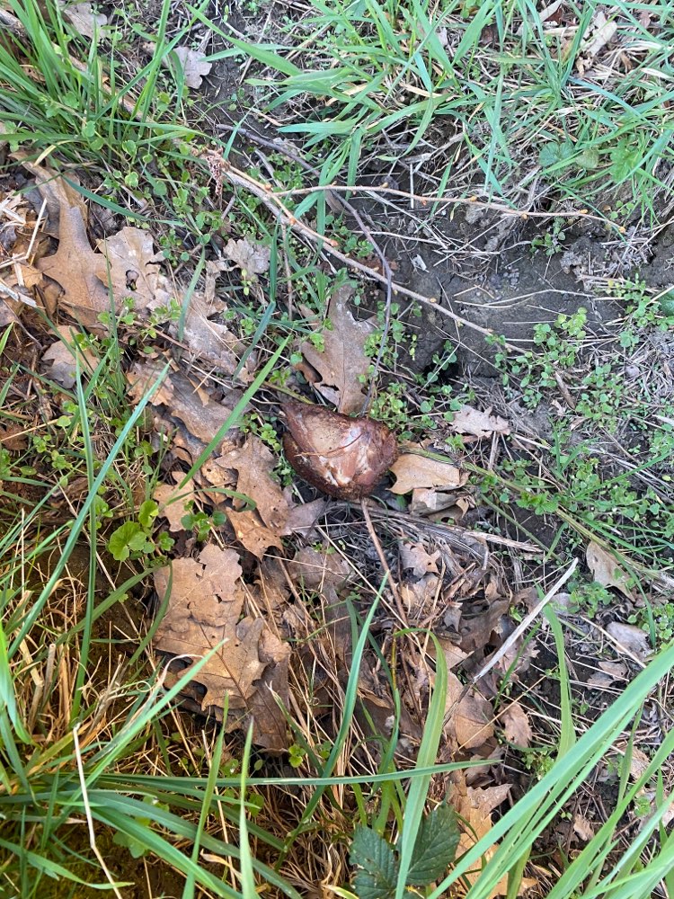 Giftköder-Präparierter Schweinebraten-Profilbild