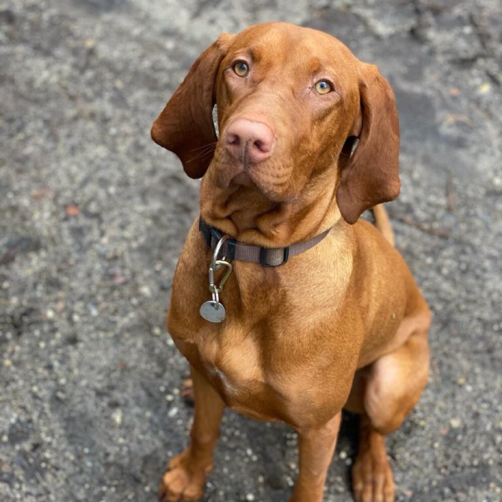 Hundetreffen-Junghund Spielerunde-Profilbild