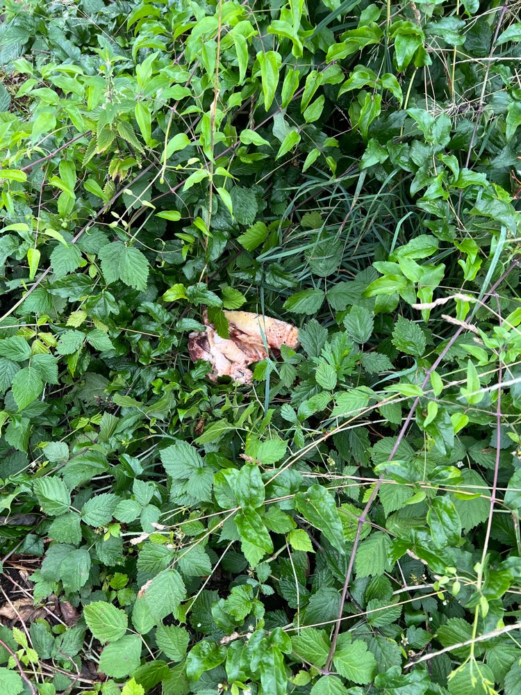 Giftköder-Rohes Hähnchen-Profilbild