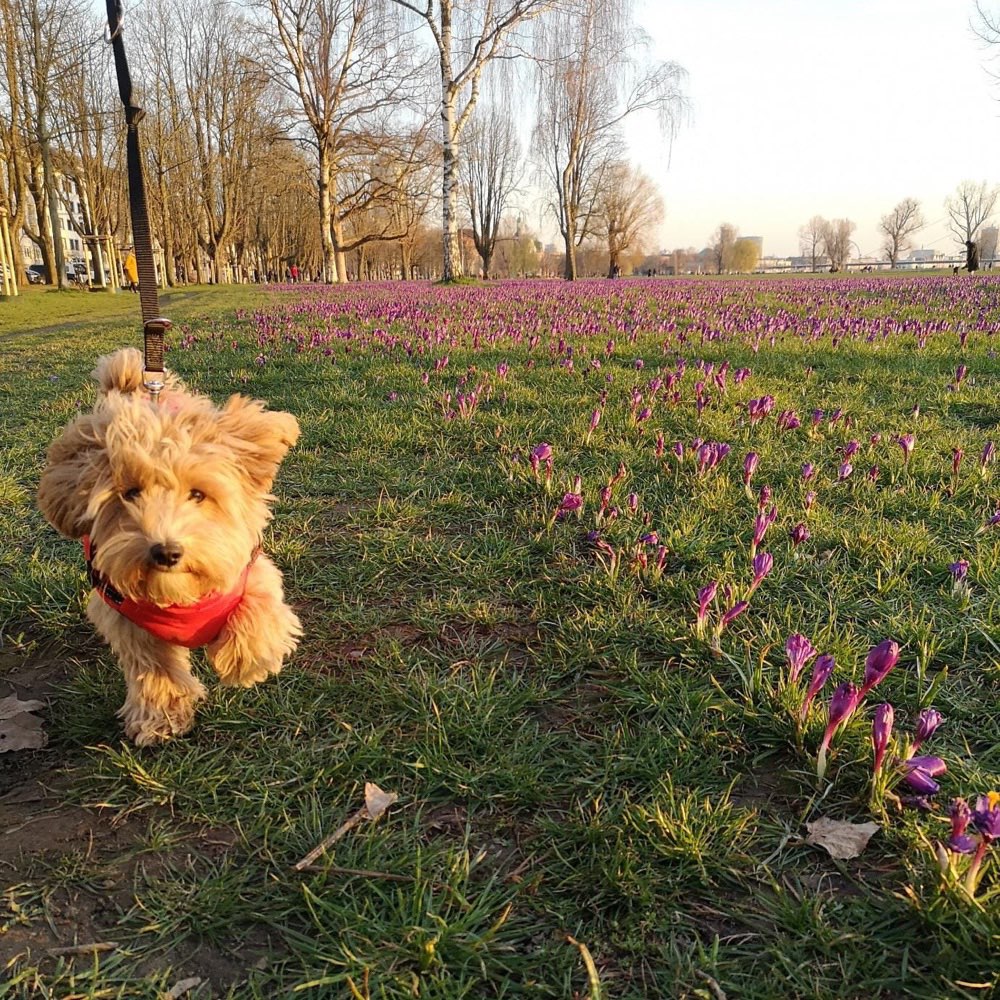 Hundetreffen-Spielfreudige und freundliche Junghunde-Profilbild