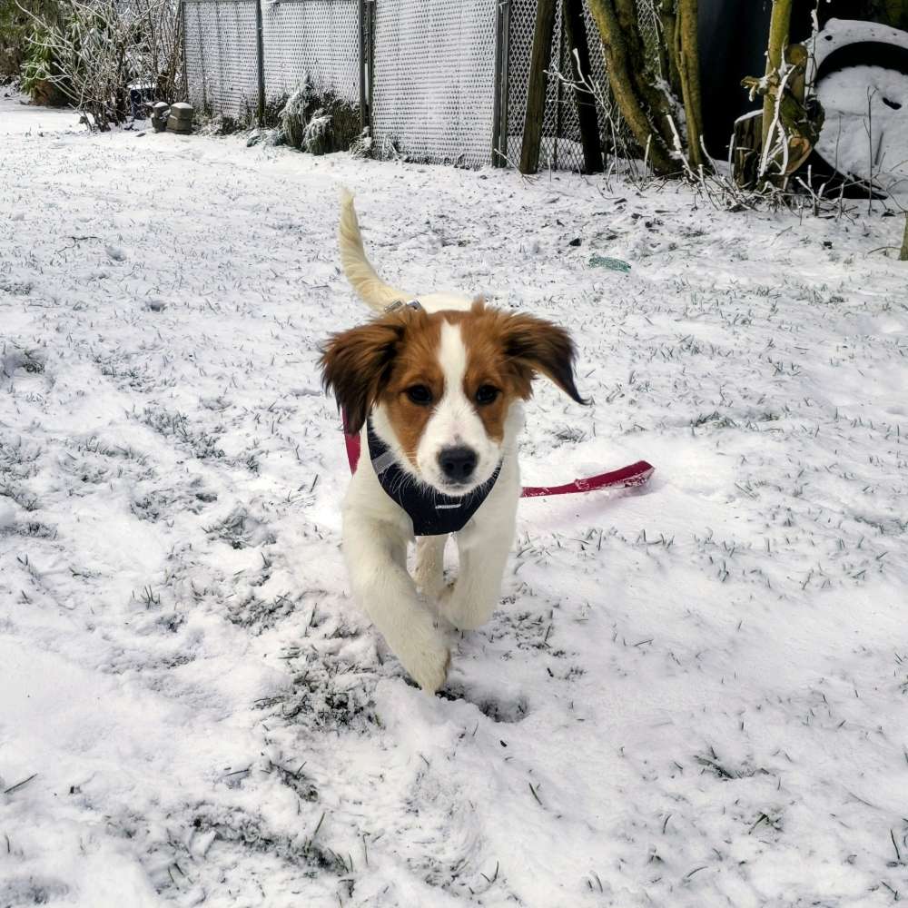 Hundetreffen-Treffen zum spielen, toben und sozialisieren-Profilbild