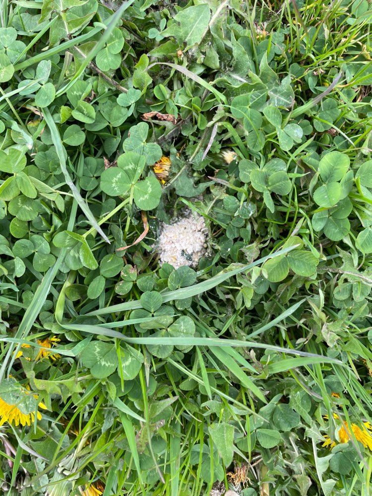 Giftköder-Evtl Giftköder-Profilbild