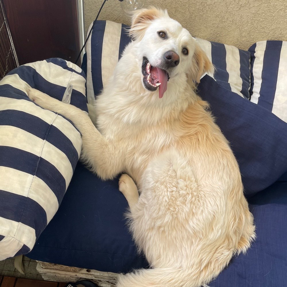 Hundetreffen-Spaziergänge oder Spieltreffen 🐕-Profilbild