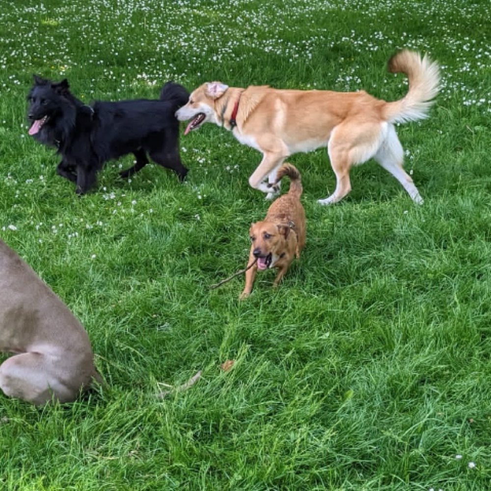 Hundetreffen-Gassigehen, Spielrunde-Profilbild