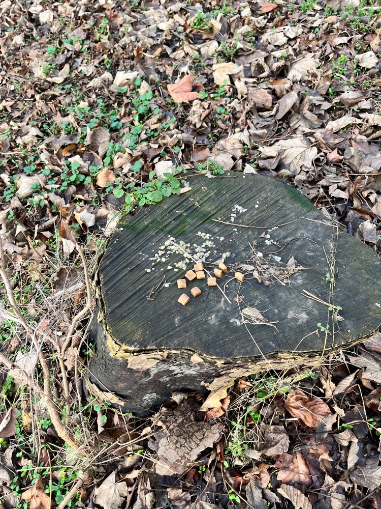 Giftköder-Eventuelle Giftköder-Profilbild