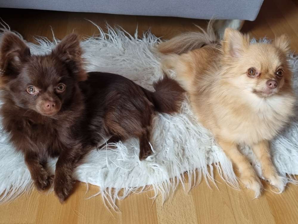 Hundetreffen-Gassirunde/ Kleinhunde treffen-Profilbild