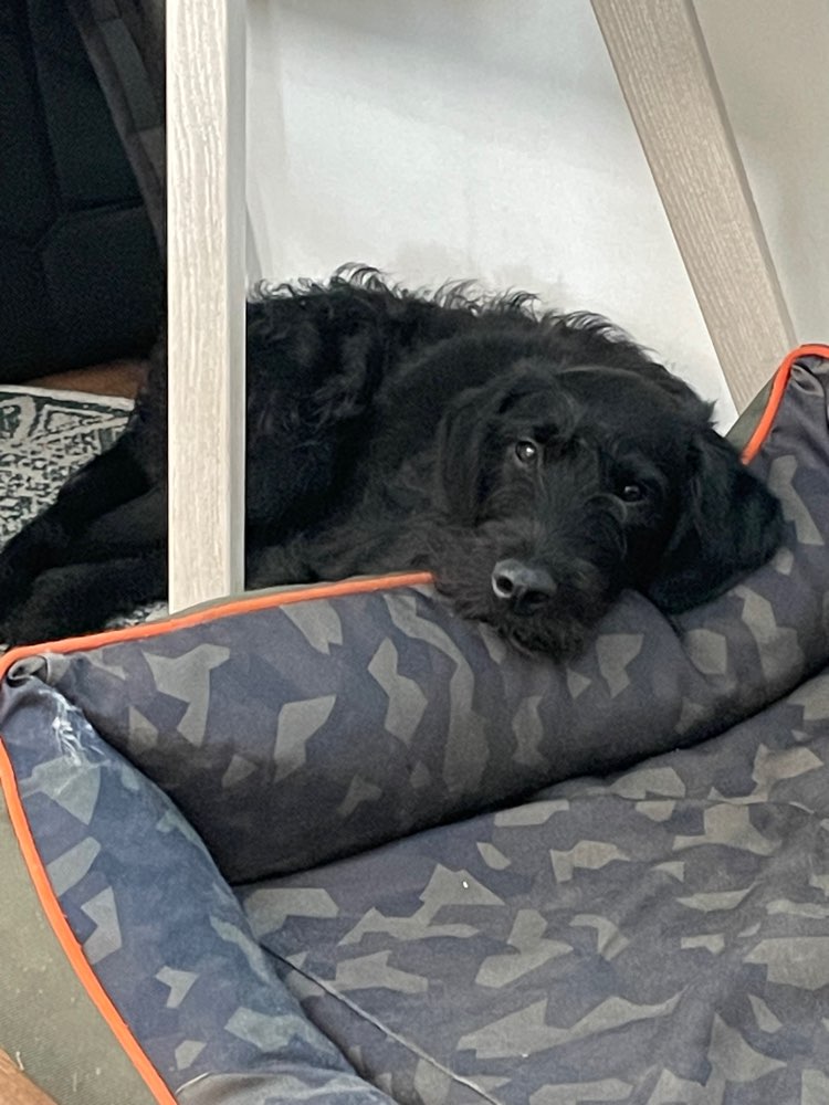 Hundetreffen-Gemeinsame Spaziergänge, Spieltreffen-Profilbild