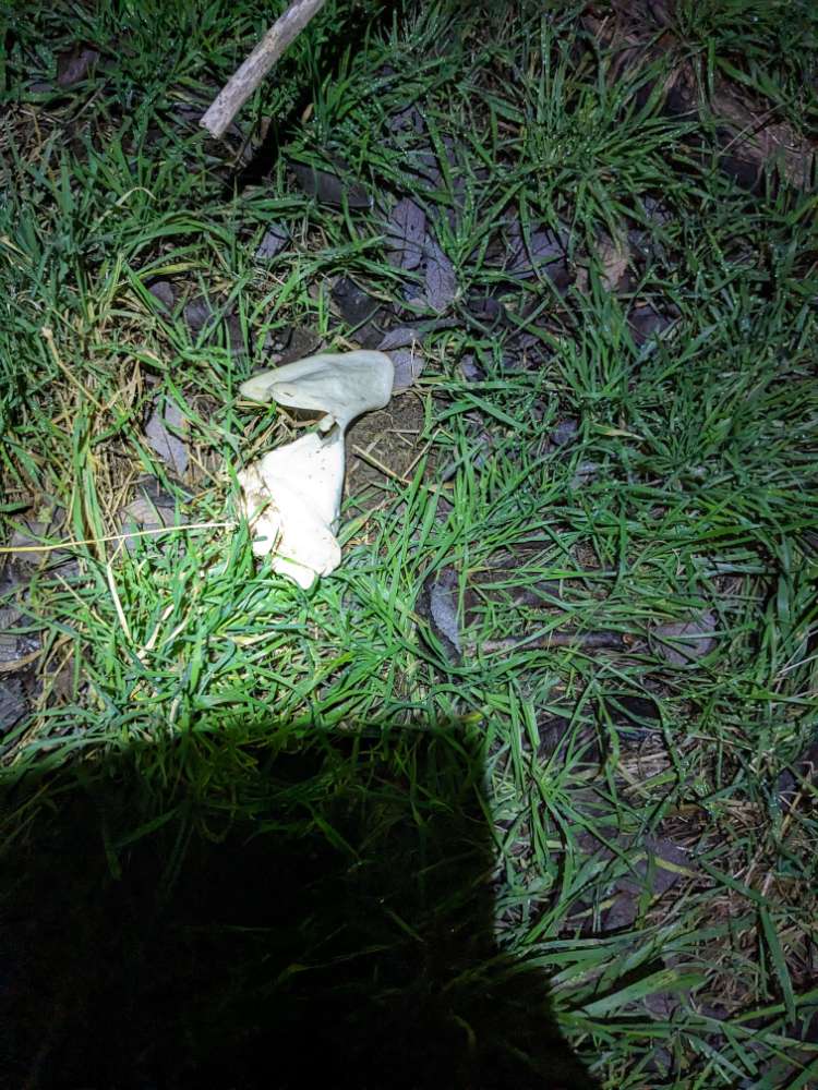 Giftköder-Schweineohr-Profilbild