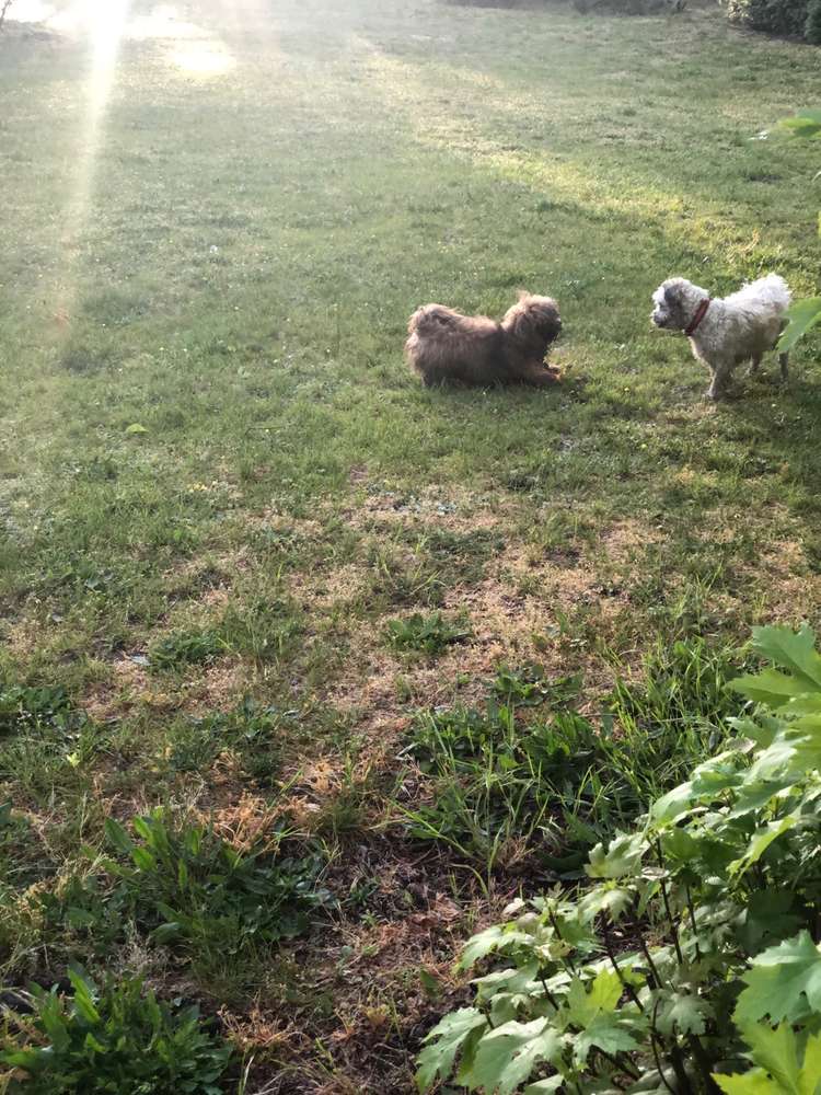 Hundetreffen-Spielstunde für Havannesen und kleine Hunde-Profilbild