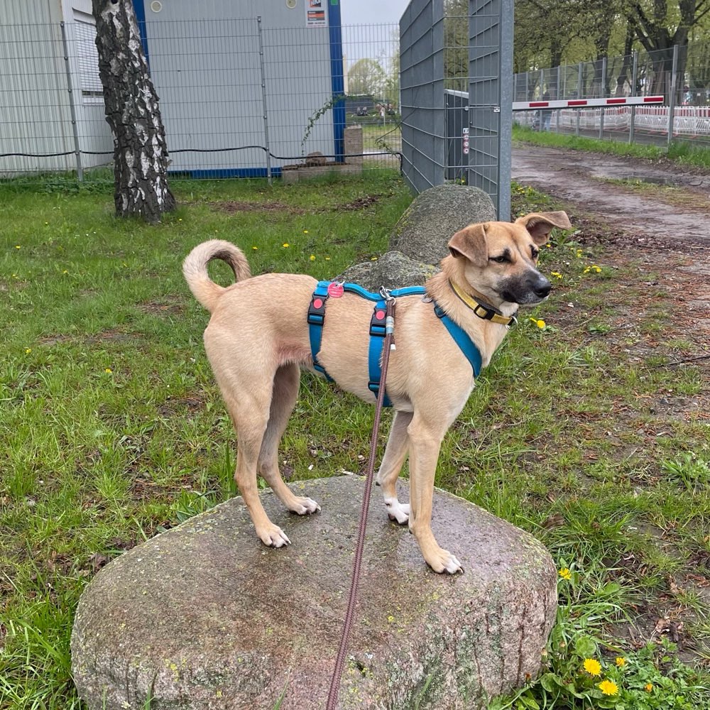 Hundetreffen-Tierschutzhunde matchen besser-Profilbild