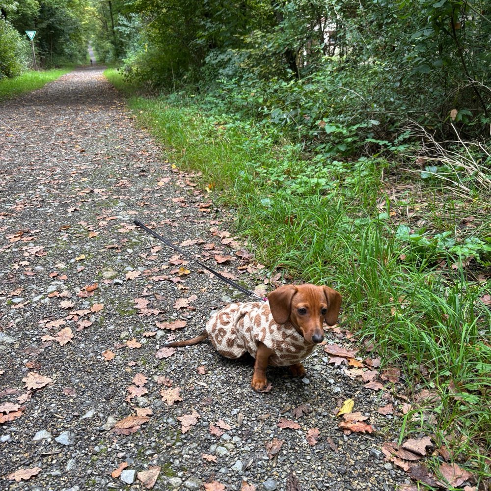 Hundetreffen-Welpen/ Junghunde spielen und Gassi gehen-Profilbild