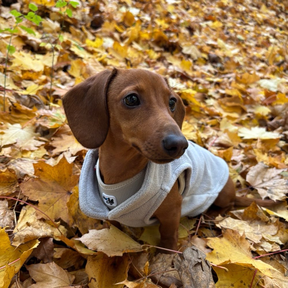Hundetreffen-Welpen/ Junghunde spielen und Gassi gehen-Profilbild