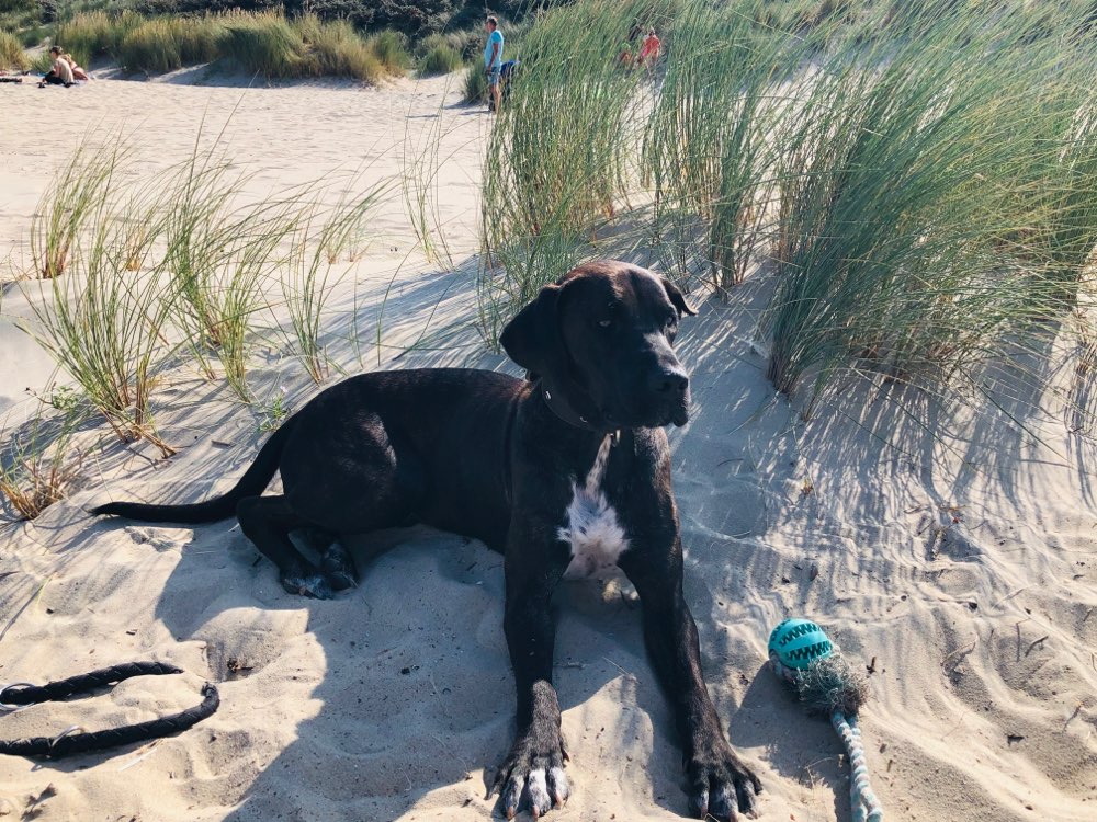 Hundetreffen-Spiel- oder gemeinsame Gassirunde für Mätti-Profilbild