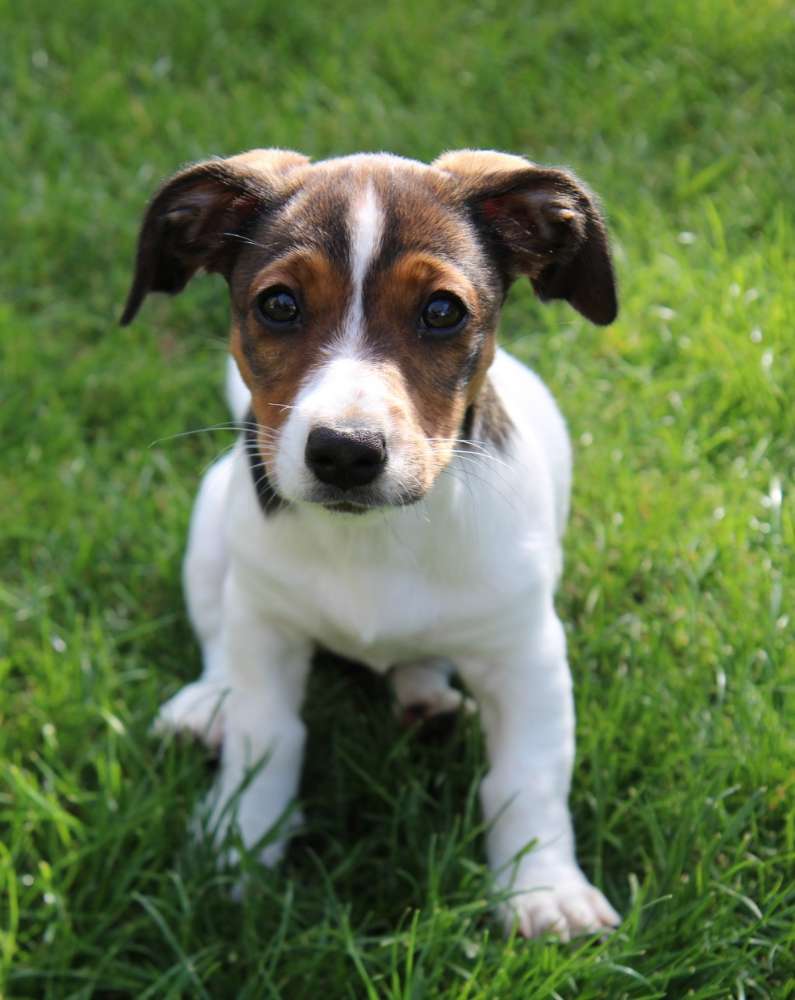 Hundetreffen-Spiel- und/oder Gassirunde rund um Montabaur-Profilbild