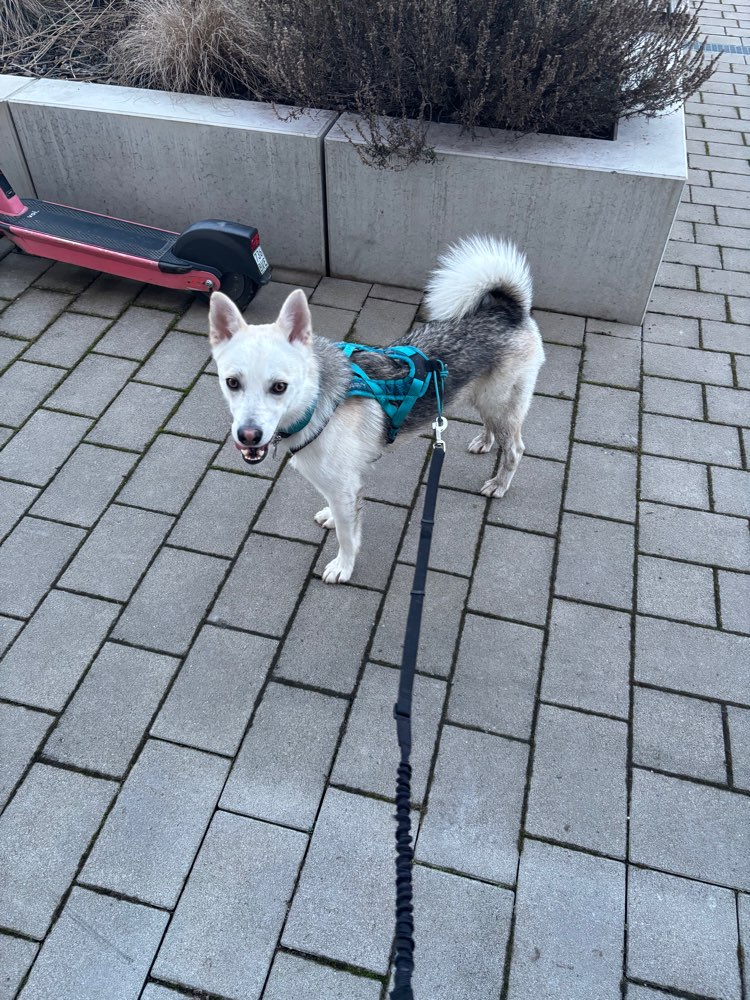 Hundetreffen-Lockere Canicross Runde-Profilbild