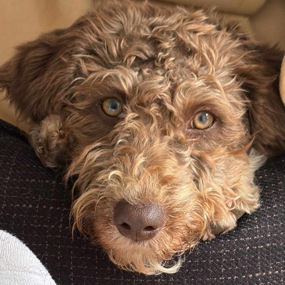 Hundetreffen-Freundliche Hunde zum Spielen gesucht-Profilbild