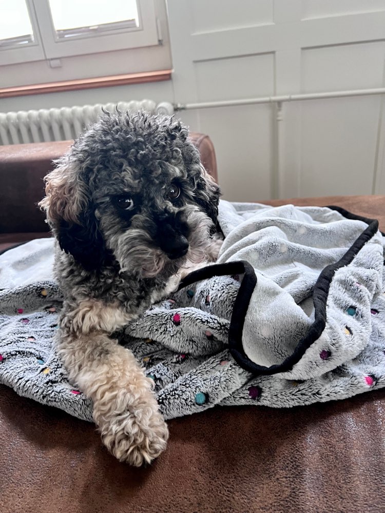 Hundetreffen-Spaziergang auf der Forch-Profilbild