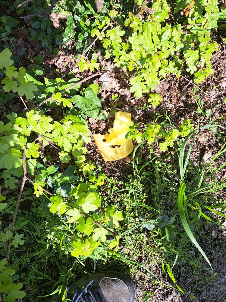 Giftköder-Schneckenkorn im Vorgarten-Profilbild