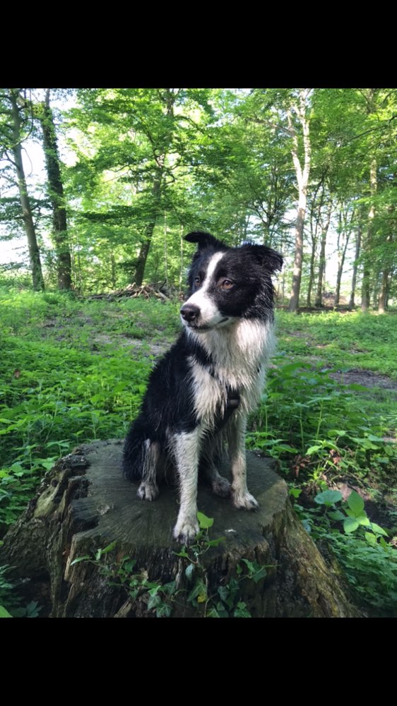 Hundetreffen-Spieltreffen und/oder Spaziergänge-Profilbild