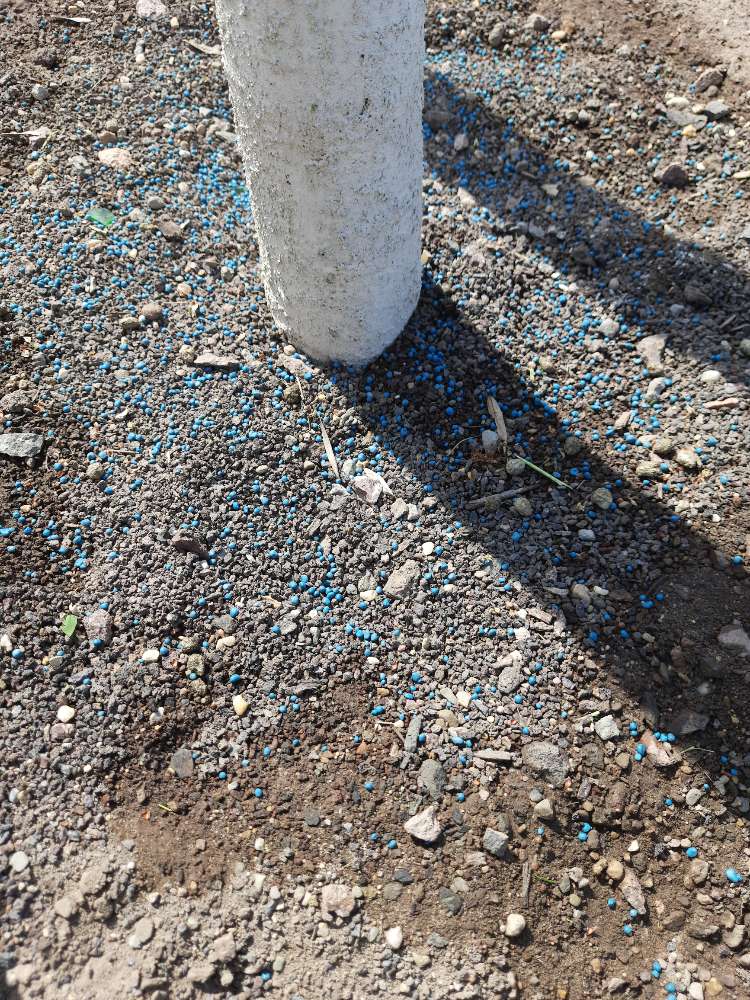 Giftköder-Baumdünger an den neugepflanzten Bäumen-Profilbild