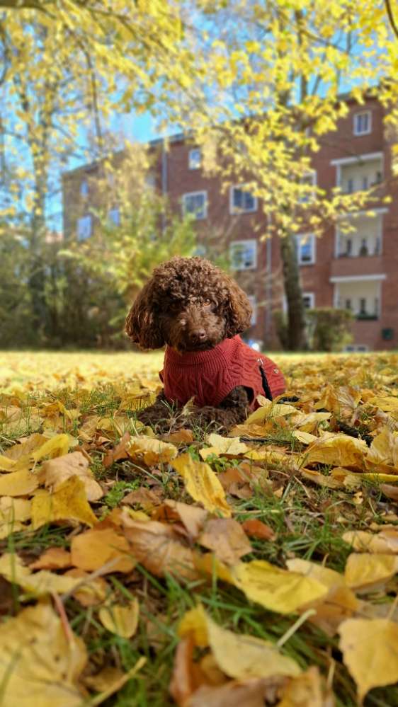 Hundetreffen-Spielpartner für energiegeladenen Junghund-Profilbild