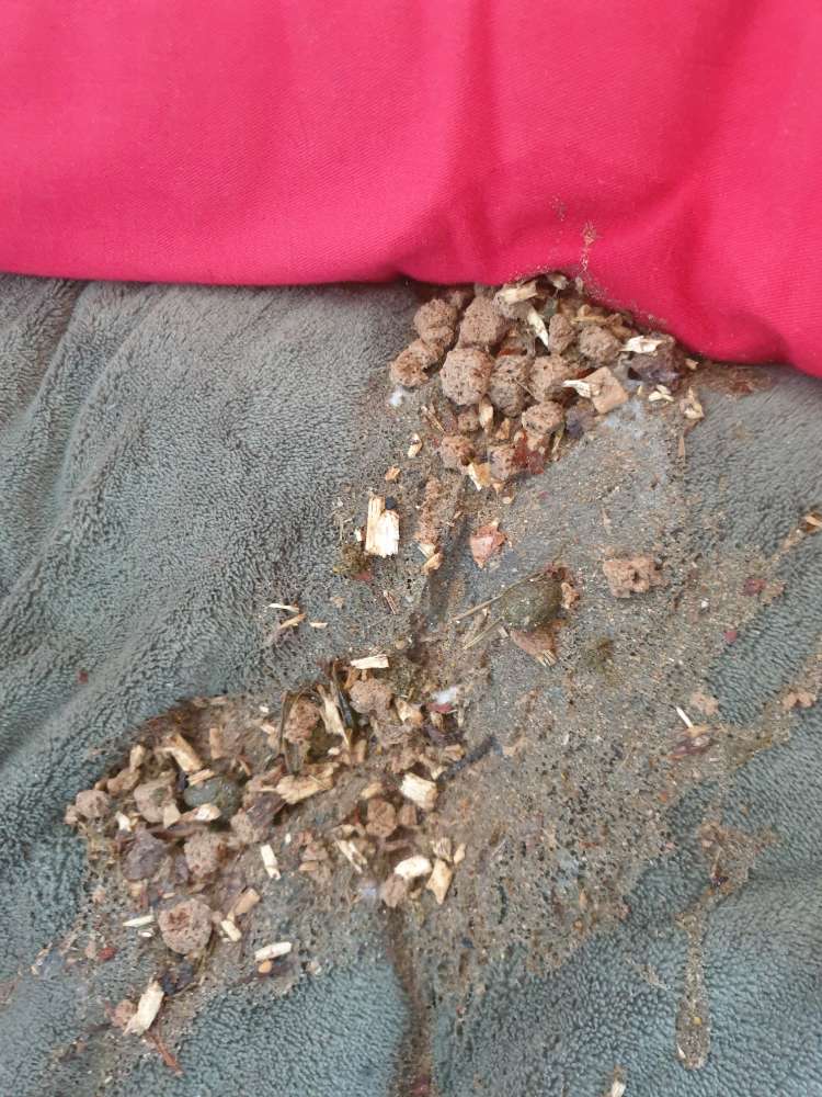 Giftköder-vermutlich vergiftetes Trockenfutter-Profilbild