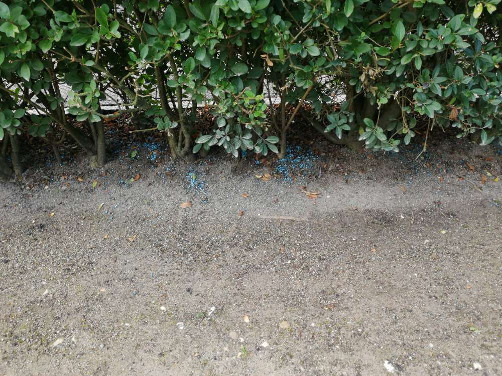 Giftköder-Blaues Granulat unter einer Hecke-Profilbild