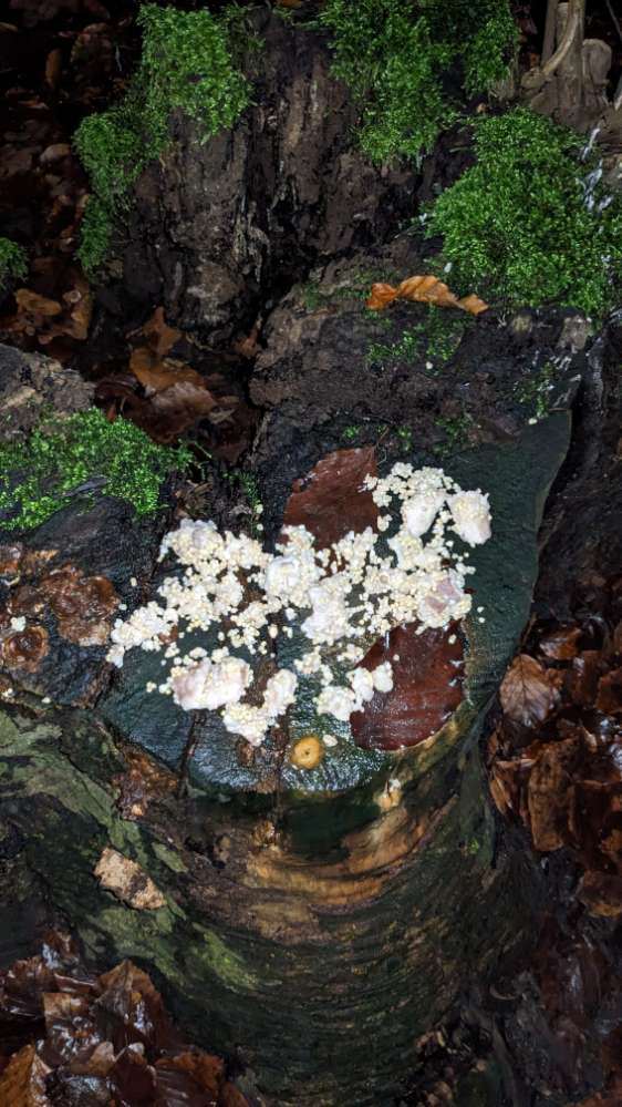 Giftköder-Eventuell Giftköder-Profilbild