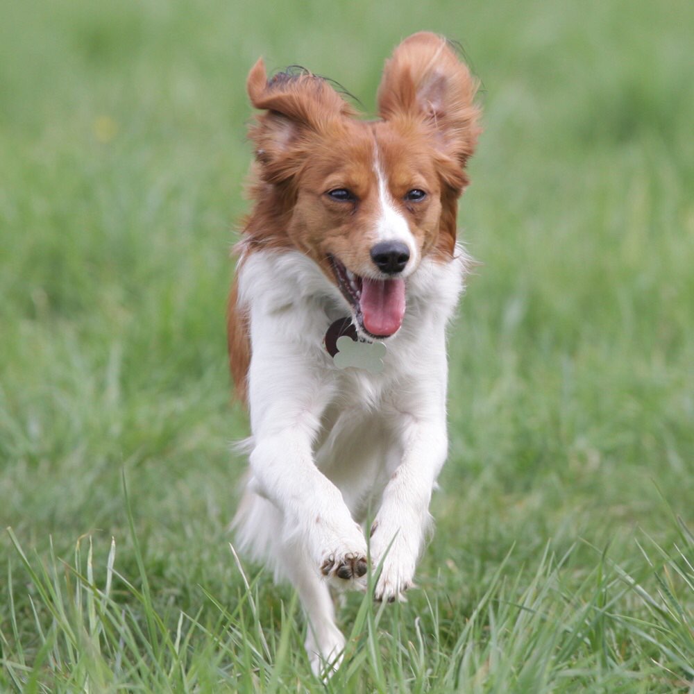 Hundetreffen-Suchen Junghundespielfreunde-Profilbild