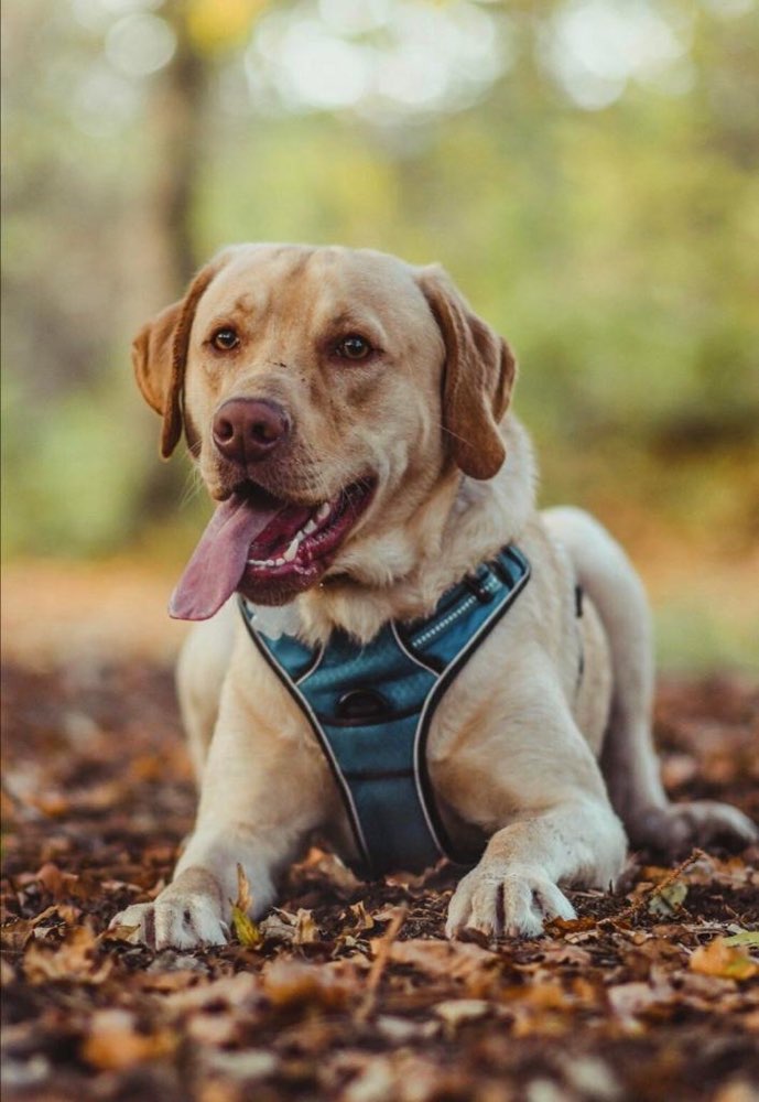 Hundetreffen-Spielgefährte gesucht !!!-Profilbild