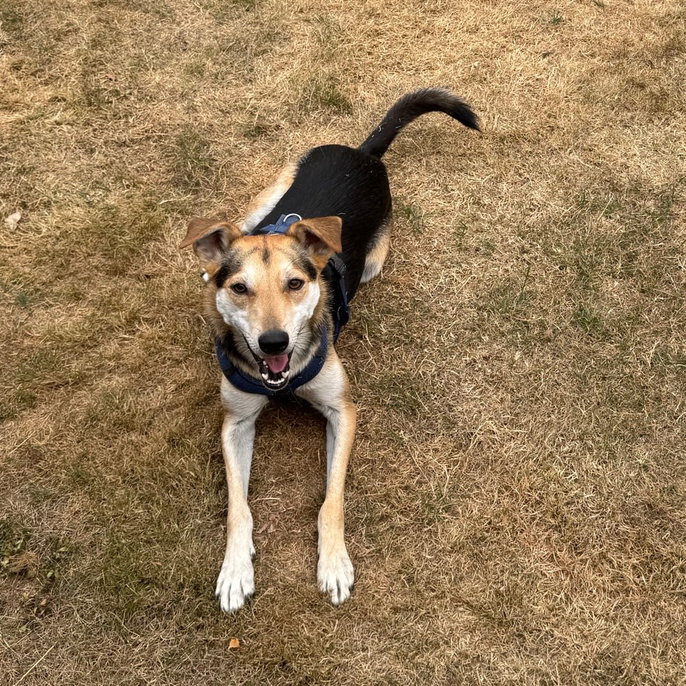 Hundetreffen-Hundefreund/in zum Spielen & gemeinsame Runden gesucht-Profilbild