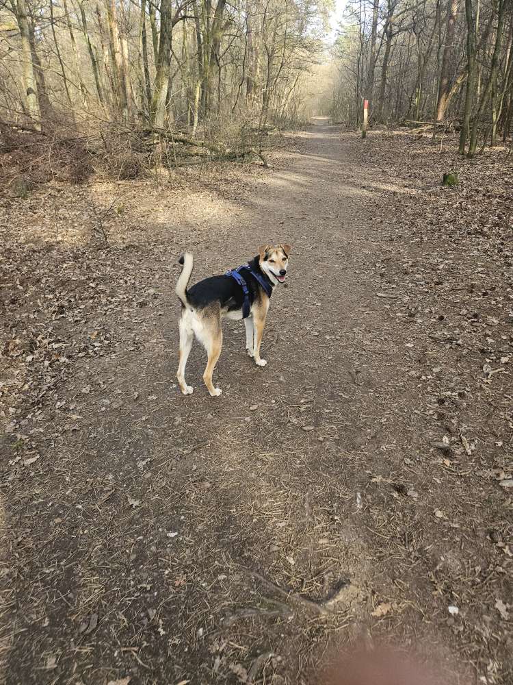 Hundetreffen-Gemeinsamer Spaziergang im Königforst oder Pioneerbecken zum Spielen und rennen-Profilbild