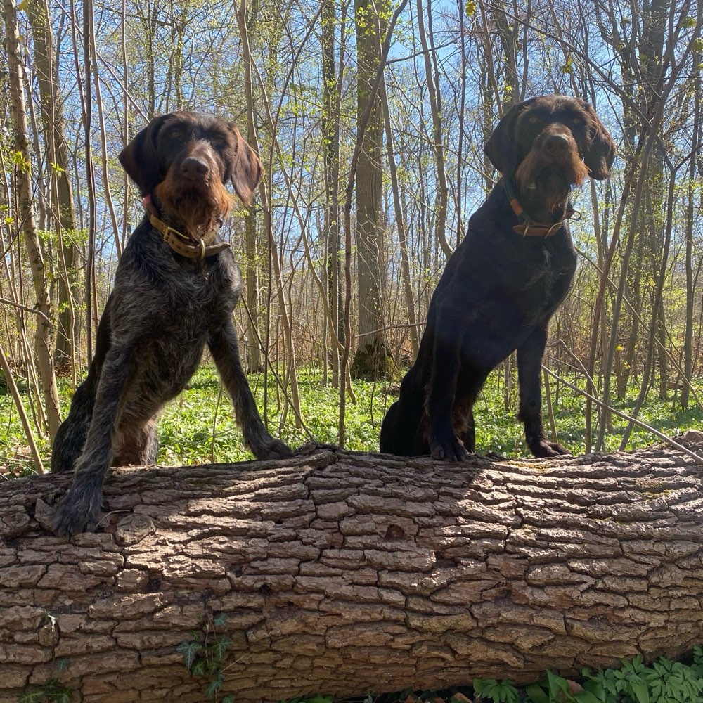 Hundetreffen-Social Walk/ Begegnungstraining-Profilbild
