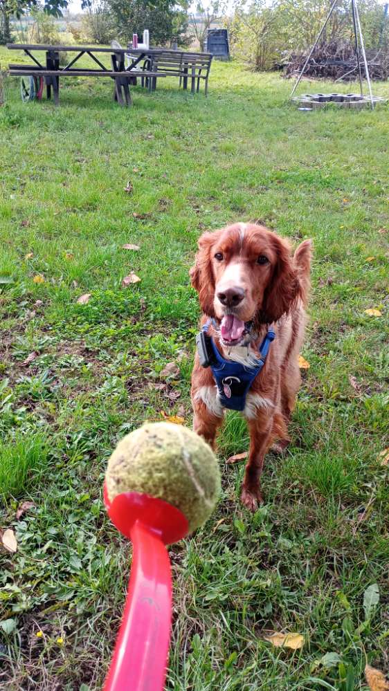 Hundetreffen-Spiel- und Gassi Kumpels gesucht-Profilbild