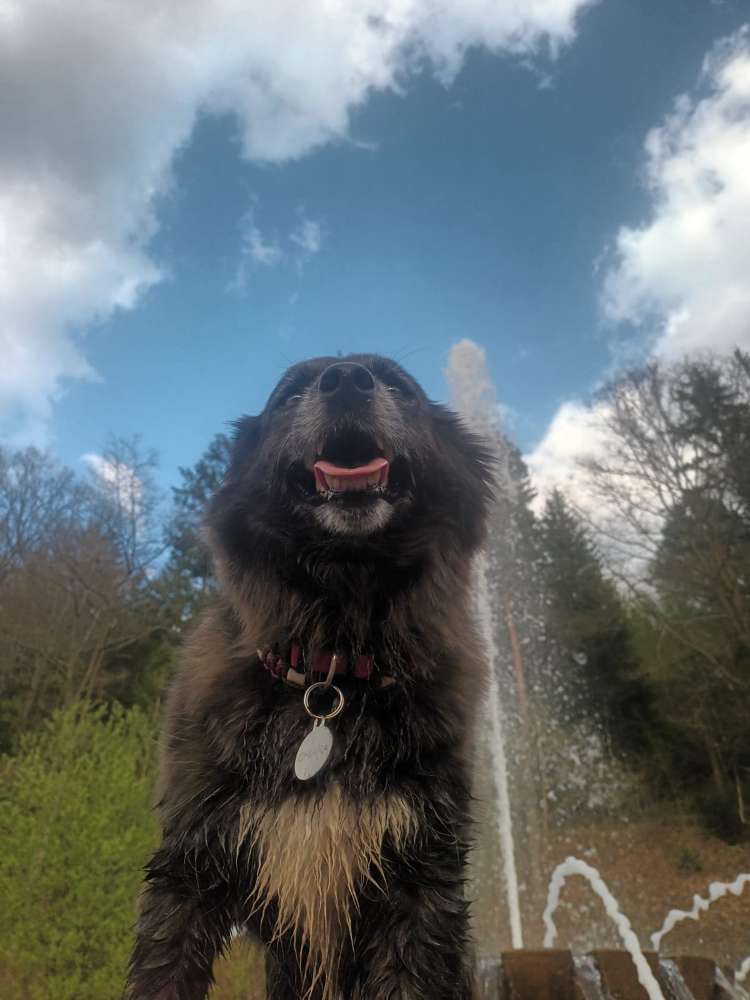 Hundetreffen-Gassirunde für Chiara-Profilbild