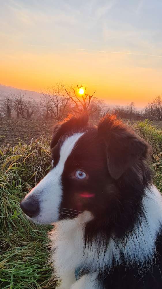 Hundetreffen-Social Walk mit ängstlichem Hund-Profilbild