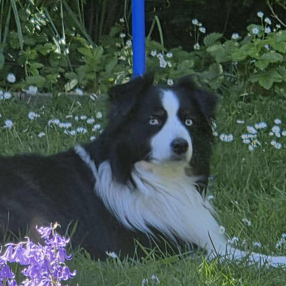 Hundetreffen-Hundebegegnungen-Profilbild