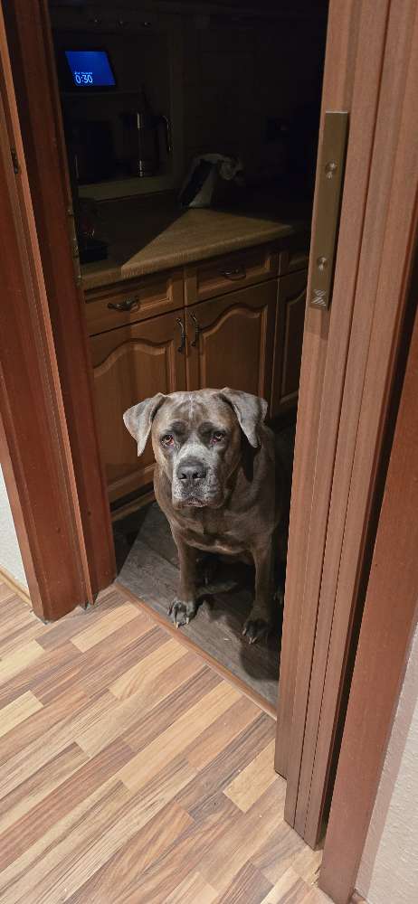 Hundetreffen-Spaziergang treffen-Profilbild