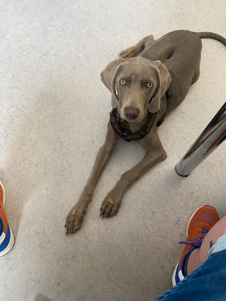 Hundetreffen-Zusammen gassi gehen-Profilbild