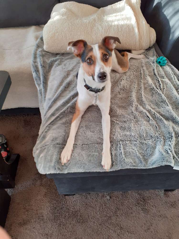 Hundetreffen-Spaziergang mit kleinen Hunden bis 45 cm hoch-Profilbild