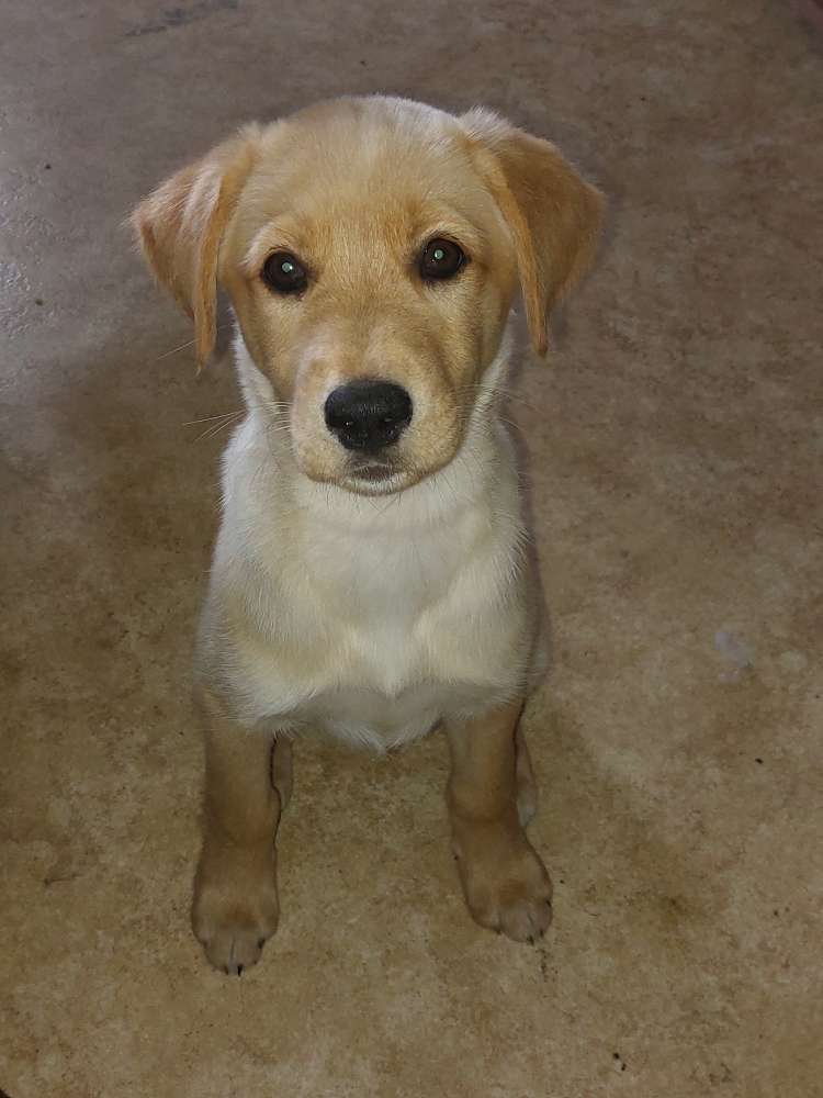 Hundetreffen-Jena lobeda west-Profilbild