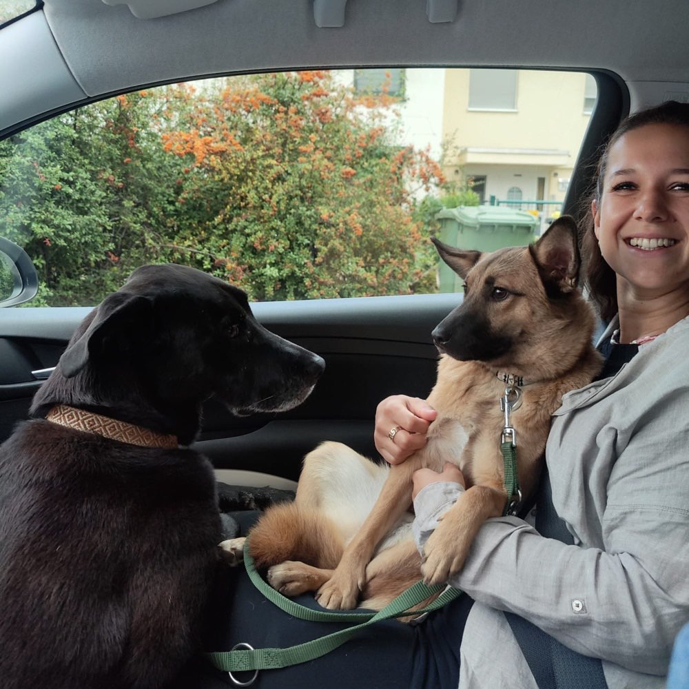 Hundetreffen-Spazier-oder Spielrunde-Profilbild