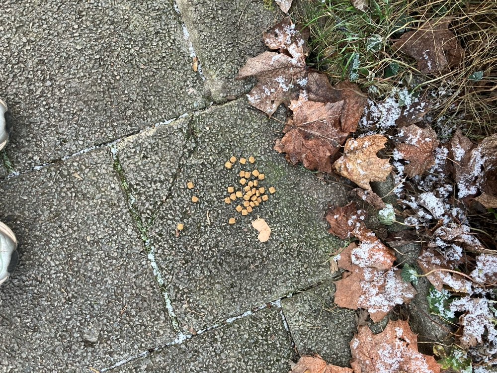 Giftköder-ACHTUNG!!! FUTTER MIT GLASSCHERBE-Profilbild