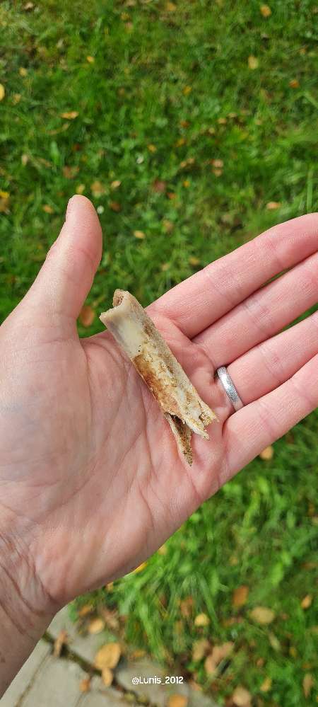 Giftköder-Gekochte Knochen im Gras-Profilbild