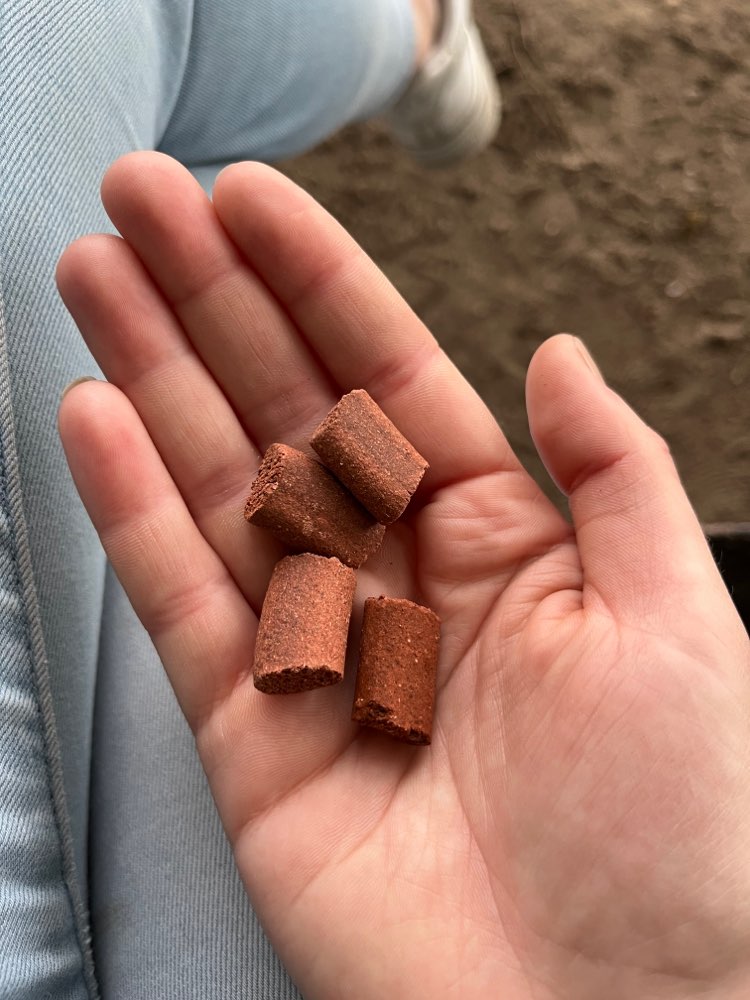 Giftköder-Ausgelegte Leckerlies im Volkspark-Profilbild